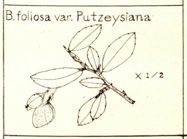 B. foliosa var. putzeysiana
